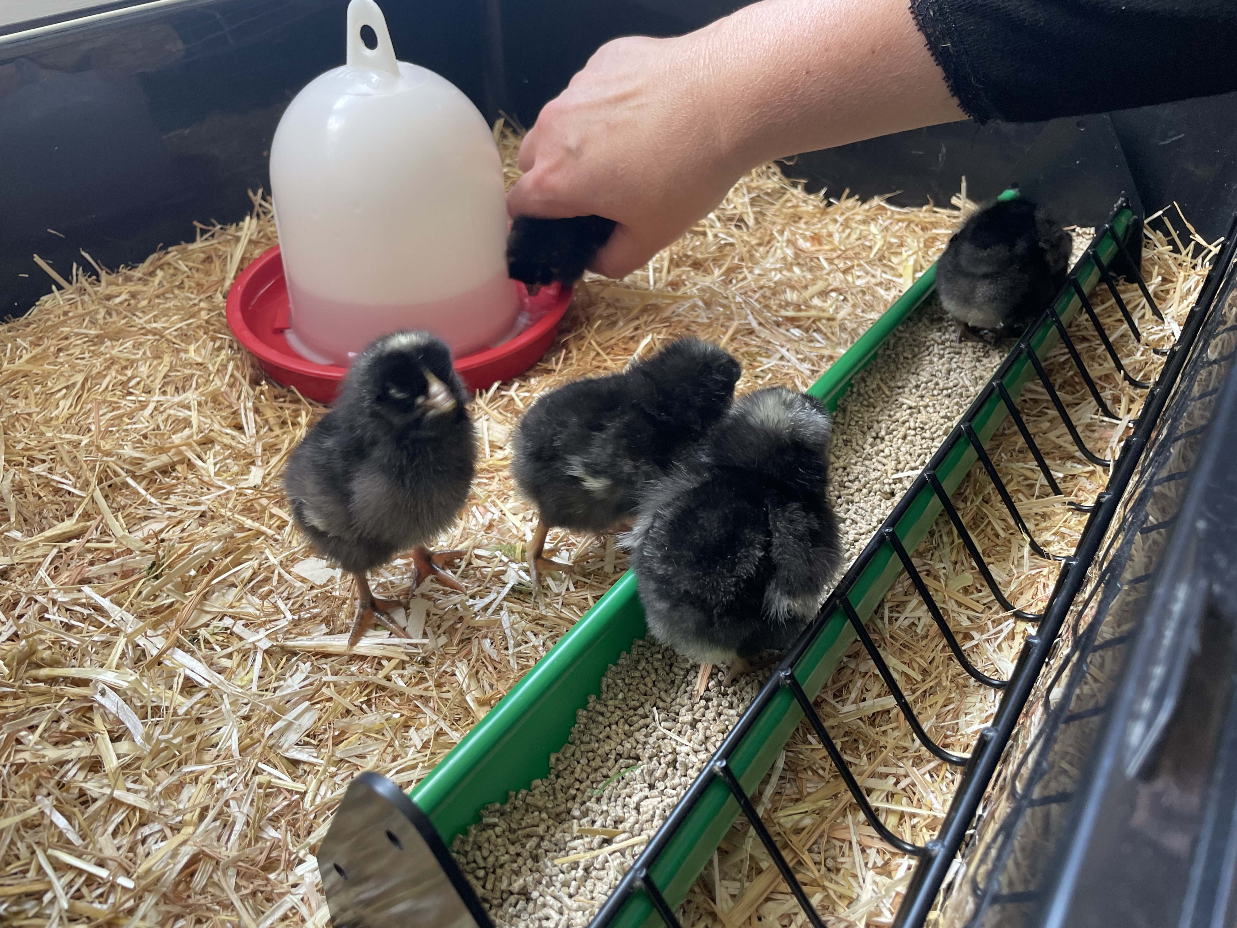 Hatching Chicks in Early Years: A Fun and Educational Experience