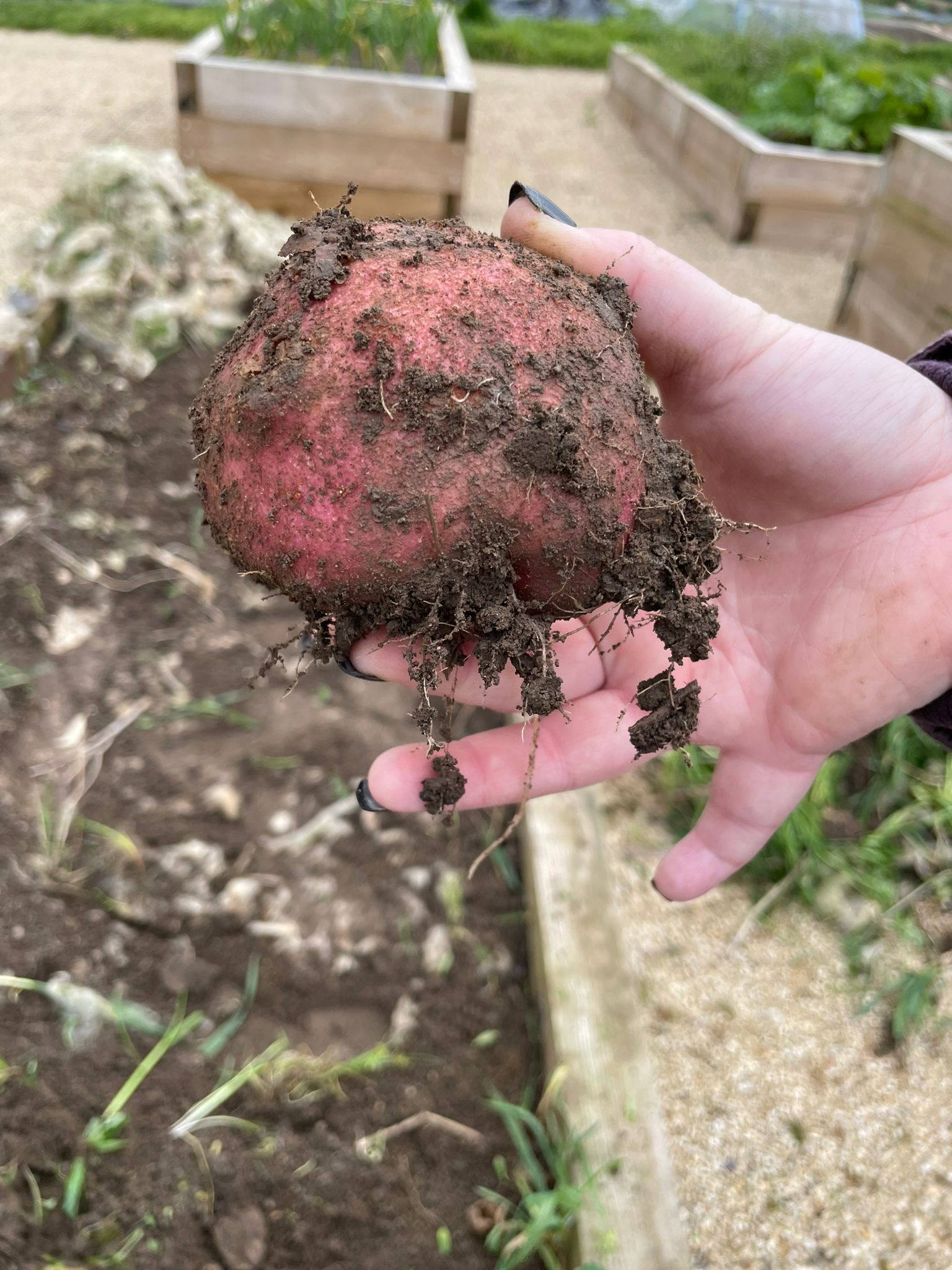 Gardening in Early Years and the Developmental Benefits