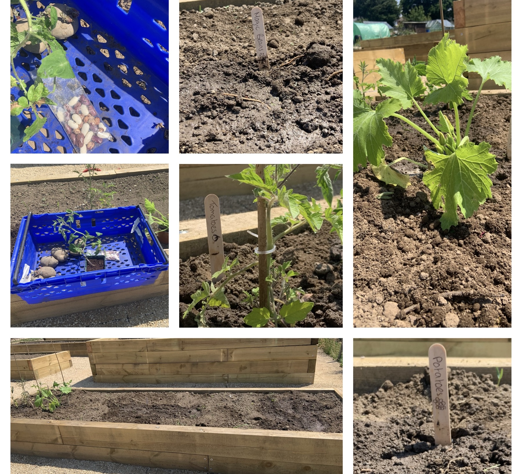 We’ve got an allotment